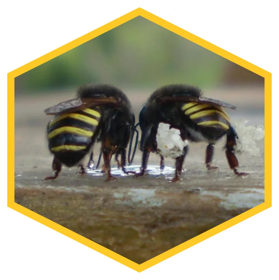 Abelha Mandaçaia, Melipona quadrifasciata