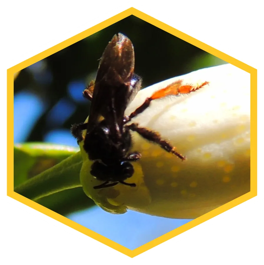 Abelha Tubuna, Scaptotrigona bipunctata
