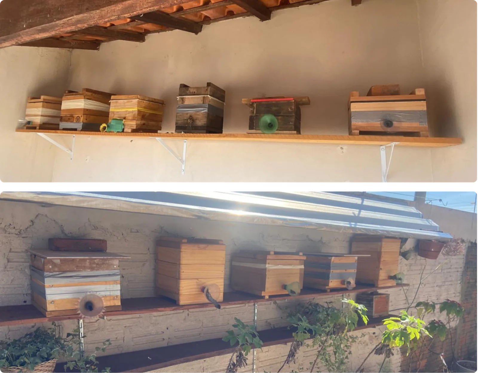 Caixas racionais de abelhas nativas alinhadas nas prateleiras do Meliponário LM